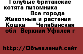 Голубые британские котята питомника Silvery Snow. - Все города Животные и растения » Кошки   . Челябинская обл.,Верхний Уфалей г.